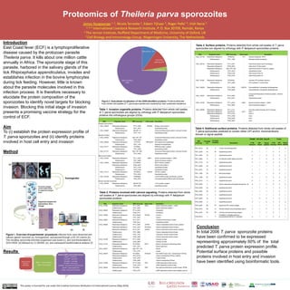 Proteomics of Theileria parva sporozoites
James Nyagwange 1, 3, Nicola Ternette 2, Edwin Tijhaar 3, Roger Pelle’ 4, Vish Nene 5
1, 4, 5 International Livestock Research Institute, P. O. Box 30709, Nairobi, Kenya
2 The Jenner Institute, Nufﬁeld Department of Medicine, University of Oxford, UK
3 Cell Biology and Immunology Group, Wageningen University, The Netherlands
Introduction
East Coast fever (ECF) is a lymphoproliferative
disease caused by the protozoan parasite
Theileria parva. It kills about one million cattle
annually in Africa. The sporozoite stage of this
parasite, harbored in the salivary glands of the
tick Rhipicephalus appendiculatus, invades and
establishes infection in the bovine lymphocytes
during tick feeding. However, little is known
about the parasite molecules involved in this
infection process. It is therefore necessary to
elucidate the protein composition of the
sporozoites to identify novel targets for blocking
invasion. Blocking this initial stage of invasion
presents a promising vaccine strategy for the
control of ECF.
Aim
To (i) establish the protein expression profile of
T. parva sporozoites and (ii) identify proteins
involved in host cell entry and invasion
Method
Results
OGs Organism name ORF locus tag Gene name Annotation
Rhoptry neck proteins
OG5_142870 Plasmodium falciparum PF14_0495 PfRON2 Rhoptry neck protein 2
Theileria parva TP01_0014 - Hypothetical protein
OG5_153587 Plasmodium falciparum MAL8P1.73 - Conserved Plasmodium protein, unknown function
Theileria parva TP01_1161 - Hypothetical protein
Rhoptry Proteins
OG5_153563 Plasmodium falciparum MAL13P1.237 - Conserved Plasmodium protein, unknown function
Theileria parva TP02_0645 - Hypothetical protein
OG5_128020 Plasmodium falciparum PFI1570c PfM18AAP M18 aspartyl aminopeptidase
Theileria parva TP01_1150 - Aspartyl aminopeptidase
OG5_145111 Plasmodium falciparum PFI0295c - RNB-like protein, putative
Theileria parva TP01_0396 - Hypothetical protein
OG5_141731 Plasmodium falciparum MAL13P1.308 - Conserved Plasmodium protein, unknown function
Theileria parva TP01_0092 - Hypothetical protein
Microneme Proteins
OG5_147452 Plasmodium falciparum PF11_0344 AMA1 Apical membrane antigen 1, AMA1
Theileria parva TP01_0650 - Apical membrane antigen 1
OG5_134280 Plasmodium falciparum PFL0805w - MAC/ Perforin, putative
Plasmodium falciparum PF08_0052 - Perforin like protein 5
Theileria parva TP01_0164 - Hypothetical protein
Theileria parva TP02_0166 - Hypothetical protein
OG5_171217 Plasmodium falciparum PFL0800c CelTOS CelTOS, putative
Theileria parva TP01_0232 - Hypothetical protein
OG5_135185 Plasmodium falciparum PFB0585w - Leu/Phe-tRNA protein transferase, putative
Theileria parva TP02_0627 - Leucyl/phenylalanyl-tRNA protein transferase
Dense Granules/ Exonemes
OG5_126706 Plasmodium falciparum MAL8P1.69 - 14-3-3 protein, putative
Theileria parva TP02_0607 - Hypothetical protein
OGs Organism name ORF locus tag Gene name Annotation
OG5_127135 Plasmodium falciparum PFB0210c HT1 Hexose transporter, PfHT1
Theileria parva TP01_1069 - Monosaccharide transporter
OG5_126744 Plasmodium falciparum PF11_0351 - Heat shock protein hsp70 homologue
Plasmodium falciparum PF08_0054 - Heat shock 70 kDa protein
Plasmodium falciparum MAL13P1.540 - Heat shock protein 70 (hsp70), putative
Theileria parva TP01_0479 - Hypothetical protein
Theileria parva TP02_0148 - Heat shock protein 70
Theileria parva TP02_0753 - Heat shock protein 70
OG5_127061 Plasmodium falciparum PFD0305c - Vacuolar ATP synthase subunit b
Theileria parva TP01_0389 - ATP synthase F1 subunit beta
OG5_126628 Plasmodium falciparum PF14_0598 GAPDH Glyceraldehyde-3-phosphate dehydrogenase
Theileria parva TP02_0858 - Glyceraldehyde-3-phosphate dehydrogenase
OG5_143227 Plasmodium falciparum PF14_0065 -
Conserved Plasmodium membrane protein, unknown
function
Theileria parva TP01_0761 - Hypothetical protein
OG5_147452 Plasmodium falciparum PF11_0344 AMA1 Apical membrane antigen 1, AMA1
Theileria parva TP01_0650 - Apical membrane antigen 1
OG5_126595 Plasmodium falciparum PF11_0114 - Actin-like protein homolog, ALP1 homolog
Plasmodium falciparum PFL2215w ACT1 Actin I
Plasmodium falciparum PF14_0124 - Actin II
Theileria parva TP01_0789 - Actin
Theileria parva TP02_0056 - Actin
Theileria parva TP02_0903 - Actin
ORF
locus tag
Coverage
(%)
# Unique
Peptides Description
TMHMM GPI-SOM SignalIP Protter
# TM
Domains
GPI-
linked
Signal
peptide
# TM
Domains
GPI-
linked
Signal
peptide
TP01_0012 42 6 14 kDa zinc-binding protein 1 1 0 1 0 0
TP01_0438 24 34 Hypothetical protein 0 1 1 0 0 1
TP01_0554 10 3 Hypothetical protein 0 1 0 0 0 0
TP01_0655 5 3 E3 ubiquitin-protein ligase synoviolin 6 1 0 5 0 0
TP01_0715 10
4
Hypothetical protein 2 1 0 2 0 0
TP01_0939 34 12 Hypothetical protein 1 1 1 1 0 1
TP01_0972 16 4 Hypothetical protein 1 1 1 1 0 1
TP01_1056 39 12 Merozoite Antigen 0 1 1 0 0 1
TP01_1066 22 5 Hypothetical protein 5 1 0 5 0 0
TP02_0412 11 5 Hypothetical protein 0 1 1 0 0 1
TP02_0500 4 3 Sodium-dependent phosphate transporter 1-B 9 1 0 9 0 0
TP02_0538 23 31 Hypothetical protein 1 1 1 1 0 1
TP02_0553 30 6 Hypothetical protein 1 1 1 1 0 1
TP02_0950 5 2 Hypothetical protein 1 1 1 1 0 1
TP01_0876 16 1 Hypothetical protein 1 0 0 1 0 1
TP03_0245 2 1 Hypothetical protein 9 1 0 3 0 0
TP03_0287 68 53 Sporozoite P67 surface antigen 1 1 1 1 0 1
TP03_0512 38 12 Tartrate-resistant acid phosphatase type 5 2 1 0 1 0 0
TP04_0437 53 60 104 kDa microneme/rhoptry antigen 1 1 1 0 1 1
TP04_0615 7 2
Probable N- acetylglucosaminyl-
phosphatidylinositol de-N- acetylase 0 1 1 0 0 1
Table 1. Invasion organelle proteins. Proteins detected from whole cell lysates
of T. parva sporozoites are aligned by orthology with P. falciparum sporozoites
proteins into orthologous groups (OGs).
Table 2. Proteins involved with calcium signaling. Proteins detected from whole
cell lysates of T. parva sporozoites are aligned by orthology with P. falciparum
sporozoites proteins
Table 3. Surface proteins. Proteins detected from whole cell lysates of T. parva
sporozoites are aligned by orthology with P. falciparum sporozoites proteins
Table 4. Additional surface proteins. Proteins detected from whole cell lysates of
T. parva sporozoites predicted to contain either GPI anchor, transmembrane
domain or signal peptide.
Total of 4474
proteins
identified
2006 = T. parva proteins
2468 = tick proteins
Analysis of 2006 T. parva proteins done by:
TargetP – localization
PlasmoAP – apicoplast
OrthoMCL – orthology
GPI-SOM – GPI anchors
TMHMM – transmembrane domains (TM)
SignalIP – signal peptide (SP)
Protter – GPI anchor, TM and SP
Conclusion
In total 2006 T. parva sporozoite proteins
have been confirmed to be expressed
representing approximately 50% of the total
predicted T. parva protein expression profile.
Potential surface proteins and possible
proteins involved in host entry and invasion
have been identified using bioinformatic tools.
OGs Organism name ORF locus tag Gene name Annotation
OG5_147452 Plasmodium falciparum PF11_0344 AMA1 Apical membrane antigen 1, AMA1
Theileria parva TP01_0650 - Apical membrane antigen 1
OG5_126800 Plasmodium falciparum PF14_0323 - Calmodulin
Theileria parva TP02_0717 - Calmodulin
OG5_129380 Plasmodium falciparum PFA_0345w PfCEN1 Centrin-1
Theileria parva TP01_0227 - Centrin
OG5_152981 Plasmodium falciparum PF11_0411 - Conserved Plasmodium protein
Theileria parva TP02_0412 - Hypothetical protein
OG5_146625 Plasmodium falciparum PF11_0239 CDPK6 Calcium-dependent protein kinase, putative
Plasmodium falciparum PF07_0072 PfCDPK4 Calcium-dependent protein kinase 4
Plasmodium falciparum PF13_0211 CDPK5 Calcium-dependent protein kinase, putative
Theileria parva TP01_0983 - Calcium-dependent protein kinase
Theileria parva TP01_1073 - Calmodulin-domain protein kinase
Theileria parva TP02_0399 - Calcium-dependent protein kinase
OG5_133188 Plasmodium falciparum PF11_0395 - Guanylyl cyclase
Theileria parva TP02_0848 - Guanylyl cyclase
OG5_141757 Plasmodium falciparum PFL2225w MTIP Myosin A tail domain interacting protein
Theileria parva TP01_0513 - Myosin light chain
OG5_126577 Plasmodium falciparum MAL13P1.148 - Myosin
Theileria parva TP01_0774 - myosin
OG5_126674 Plasmodium falciparum PFL0590c ATPase4 Non-SERCA-type Ca2+ -transporting P-ATPase
Plasmodium falciparum PFA_0310c - Calcium-transporting ATPase, putative
Theileria parva TP01_0720 - P-type ATPase
Theileria parva TP02_0524 - Calcium-transporting ATPase
OG5_127599 Plasmodium falciparum PF14_0346 PKG cGMP-dependent protein kinase
Theileria parva TP02_0378 - cAMP-dependent protein kinase
OG5_126635 Plasmodium falciparum PFL2250c PKB Rac-beta serine/threonine protein kinase, PfPKB
Theileria parva TP02_0727 - cAMP-dependent protein kinase catalytic subunit
This poster is licensed for use under the Creative Commons Attribution 4.0 International Licence (May 2016)
 