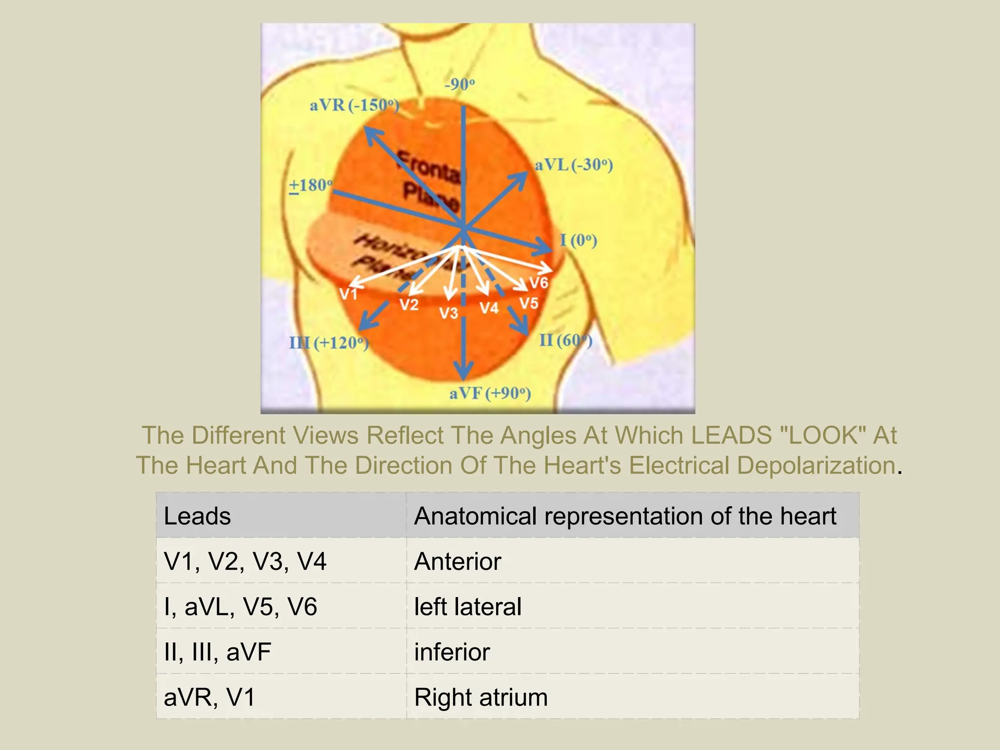 Leads Anatomical representation of the heart
V1, V2, V3, V4 Anterior
I, aVL, V5, V6 left lateral
II, III, aVF inferior
aVR, V1 Right atrium
The Different Views Reflect The Angles At Which LEADS "LOOK" At
The Heart And The Direction Of The Heart's Electrical Depolarization.
 