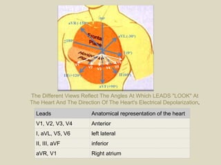 The Different Views Reflect The Angles At Which LEADS "LOOK" At The Heart And The Direction Of The Heart's Electrical Depolarization . Leads Anatomical representation of the heart V1, V2, V3, V4 Anterior I, aVL, V5, V6 left lateral II, III, aVF inferior aVR, V1 Right atrium 