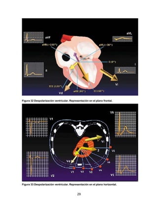 29
Figura 32 Despolarización ventricular. Representación en el plano frontal.
Figura 33 Despolarización ventricular. Representación en el plano horizontal.
 