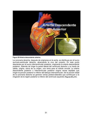 51
Figura 59 Arteria descendente anterior.
La coronaria derecha, después de originarse en la aorta, se distribuye por el surco
aurículo-ventricular derecho, alcanzando la cruz del corazón. En este punto
desciende por el surco interventricular posterior, originando la arteria descendente
posterior. Además de irrigar la pared lateral del ventrículo derecho y su tracto de
salida, origina, cerca de su origen, una rama para el nódulo sinusal. La arteria
descendente posterior o interventricular posterior origina ramas septales que
irrigan la porción posterior e inferior del tabique interventricular. De la porción distal
de la coronaria derecha se generan ramas póstero-laterales que contribuyen a la
irrigación de la región posterior e inferior del ventrículo izquierdo (Figuras 60 y 61).
 