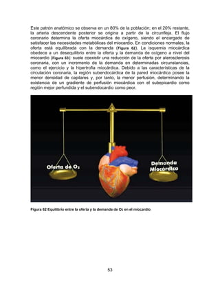 53
Este patrón anatómico se observa en un 80% de la población; en el 20% restante,
la arteria descendente posterior se origina a partir de la circunfleja. El flujo
coronario determina la oferta miocárdica de oxígeno, siendo el encargado de
satisfacer las necesidades metabólicas del miocardio. En condiciones normales, la
oferta está equilibrada con la demanda (Figura 62). La isquemia miocárdica
obedece a un desequilibrio entre la oferta y la demanda de oxígeno a nivel del
miocardio (Figura 63): suele coexistir una reducción de la oferta por aterosclerosis
coronaria, con un incremento de la demanda en determinadas circunstancias,
como el ejercicio y la hipertrofia miocárdica. Debido a las características de la
circulación coronaria, la región subendocárdica de la pared miocárdica posee la
menor densidad de capilares y, por tanto, la menor perfusión, determinando la
existencia de un gradiente de perfusión miocárdica con el subepicardio como
región mejor perfundida y el subendocardio como peor.
Figura 62 Equilibrio entre la oferta y la demanda de O2 en el miocardio
 