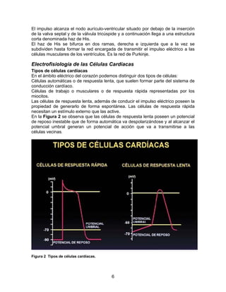 6
El impulso alcanza el nodo aurículo-ventricular situado por debajo de la inserción
de la valva septal y de la válvula tricúspide y a continuación llega a una estructura
corta denominada haz de His.
El haz de His se bifurca en dos ramas, derecha e izquierda que a la vez se
subdividen hasta formar la red encargada de transmitir el impulso eléctrico a las
células musculares de los ventrículos. Es la red de Purkinje.
Electrofisiología de las Células Cardíacas
Tipos de células cardíacas
En el ámbito eléctrico del corazón podemos distinguir dos tipos de células:
Células automáticas o de respuesta lenta, que suelen formar parte del sistema de
conducción cardíaco.
Células de trabajo o musculares o de respuesta rápida representadas por los
miocitos.
Las células de respuesta lenta, además de conducir el impulso eléctrico poseen la
propiedad de generarlo de forma espontánea. Las células de respuesta rápida
necesitan un estímulo externo que las active.
En la Figura 2 se observa que las células de respuesta lenta poseen un potencial
de reposo inestable que de forma automática va despolarizándose y al alcanzar el
potencial umbral generan un potencial de acción que va a transmitirse a las
células vecinas.
Figura 2 Tipos de células cardíacas.
 