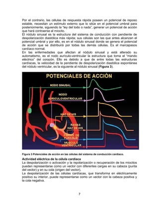7
Por el contrario, las células de respuesta rápida poseen un potencial de reposo
estable, necesitan un estímulo externo que lo sitúe en el potencial umbral para
posteriormente, siguiendo la “ley del todo o nada”, generar un potencial de acción
que hará contraerse al miocito.
El nódulo sinusal es la estructura del sistema de conducción con pendiente de
despolarización diastólica más rápida; sus células son las que antes alcanzan el
potencial umbral y por ello, es en el nódulo sinusal donde se genera el potencial
de acción que se distribuirá por todas las demás células. Es el marcapasos
cardíaco normal.
En las enfermedades que afectan al nódulo sinusal y está alterado su
automatismo, es el nodo aurículo-ventricular la estructura que toma el “mando
eléctrico” del corazón. Ello es debido a que de entre todas las estructuras
cardíacas, la velocidad de la pendiente de despolarización diastólica espontánea
del nódulo ventricular, es la siguiente al nódulo sinusal (Figura 3).
Figura 3 Potenciales de acción en las células del sistema de conducción cardíaco.
Actividad eléctrica de la célula cardíaca
La despolarización o activación y la repolarización o recuperación de los miocitos
pueden representarse como un vector con diferentes cargas en su cabeza (punta
del vector) y en su cola (origen del vector).
La despolarización de las células cardíacas, que transforma en eléctricamente
positivo su interior, puede representarse como un vector con la cabeza positiva y
la cola negativa.
 