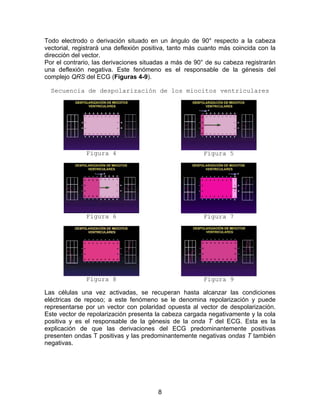 8
Todo electrodo o derivación situado en un ángulo de 90° respecto a la cabeza
vectorial, registrará una deflexión positiva, tanto más cuanto más coincida con la
dirección del vector.
Por el contrario, las derivaciones situadas a más de 90° de su cabeza registrarán
una deflexión negativa. Este fenómeno es el responsable de la génesis del
complejo QRS del ECG (Figuras 4-9).
Secuencia de despolarización de los miocitos ventriculares
Figura 4 Figura 5
Figura 6 Figura 7
Figura 8 Figura 9
Las células una vez activadas, se recuperan hasta alcanzar las condiciones
eléctricas de reposo; a este fenómeno se le denomina repolarización y puede
representarse por un vector con polaridad opuesta al vector de despolarización.
Este vector de repolarización presenta la cabeza cargada negativamente y la cola
positiva y es el responsable de la génesis de la onda T del ECG. Esta es la
explicación de que las derivaciones del ECG predominantemente positivas
presenten ondas T positivas y las predominantemente negativas ondas T también
negativas.
 