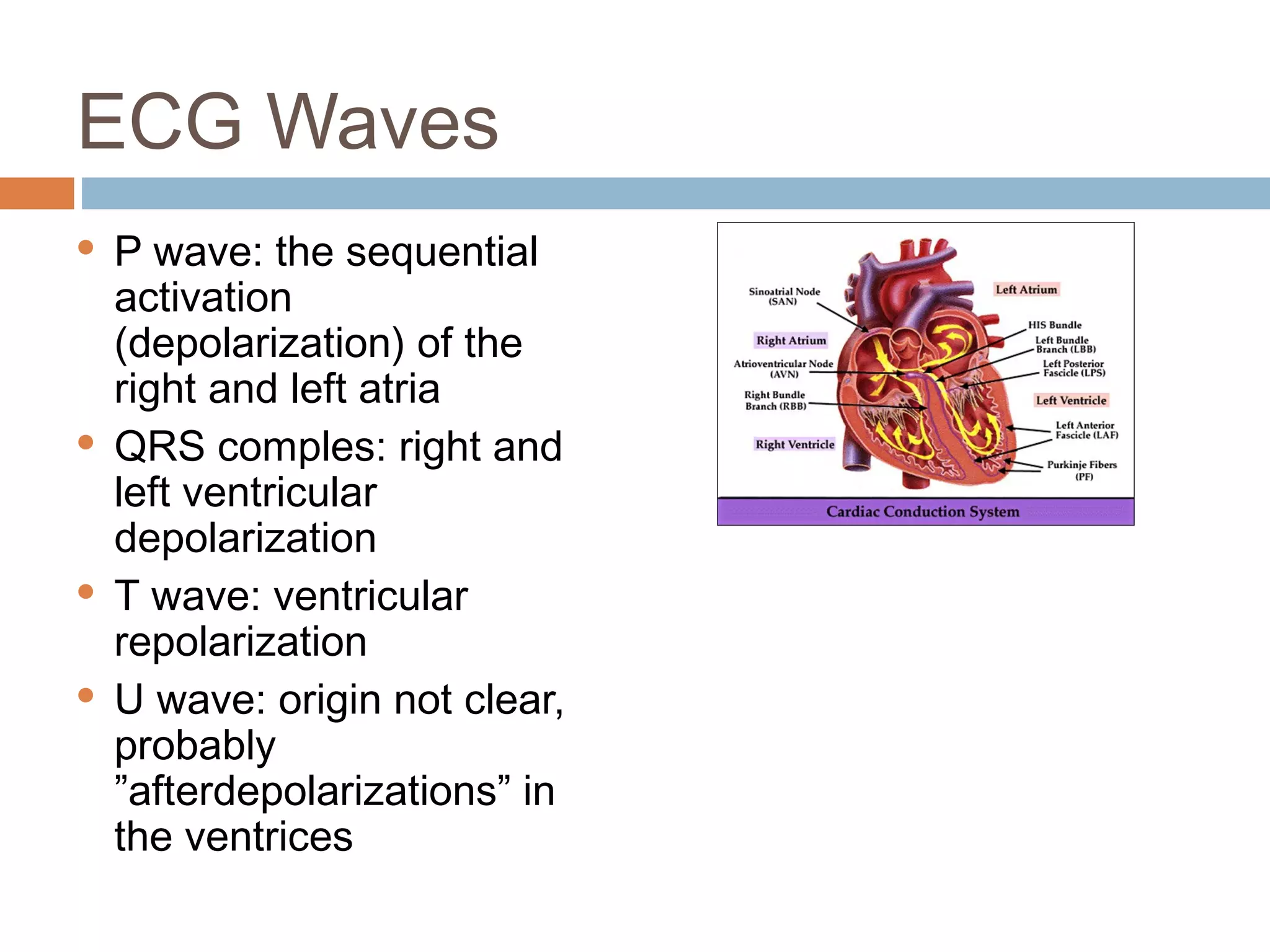ECG Waves
P wave: the sequential
activation
(depolarization) of the
right and left atria
 QRS comples: right and
left ventricular
depolarization
 T wave: ventricular
repolarization
 U wave: origin not clear,
probably
”afterdepolarizations” in
the ventrices


 