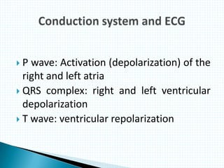  P wave: Activation (depolarization) of the
right and left atria
 QRS complex: right and left ventricular
depolarization
 T wave: ventricular repolarization
 
