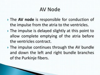  The AV node is responsible for conduction of
the impulse from the atria to the ventricles.
 The impulse is delayed slightly at this point to
allow complete emptying of the atria before
the ventricles contract.
 The impulse continues through the AV bundle
and down the left and right bundle branches
of the Purkinje fibers.
 