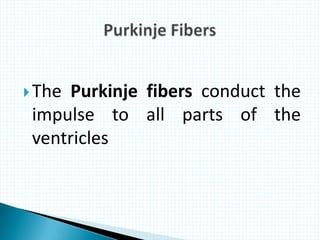 The Purkinje fibers conduct the
impulse to all parts of the
ventricles
 