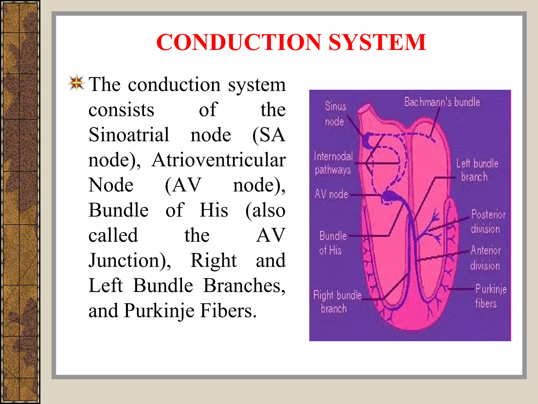 CONDUCTION SYSTEM
The conduction system
consists of the
Sinoatrial node (SA
node), Atrioventricular
Node (AV node),
Bundle of His (also
called the AV
Junction), Right and
Left Bundle Branches,
and Purkinje Fibers.
 