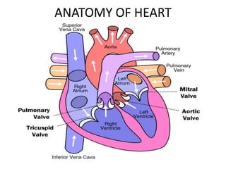 ANATOMY OF HEART
 