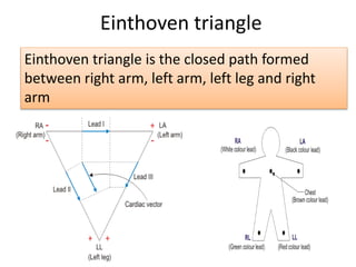Einthoven triangle
Einthoven triangle is the closed path formed
between right arm, left arm, left leg and right
arm
 