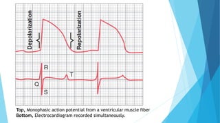 Top, Monophasic action potential from a ventricular muscle fiber
Bottom, Electrocardiogram recorded simultaneously.
 