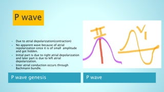 P wave genesis P wave
 Due to atrial depolarization(contraction)
 No apparent wave because of atrial
repolarization since it is of small amplitude
and got hidden.
 Initial part is due to right atrial depolarization
and later part is due to left atrial
depolarization.
 Inter atrial conduction occurs through
Bachmann bundle.
 