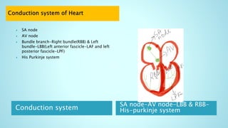Conduction system
SA node-AV node-LBB & RBB-
His-purkinje system
 SA node
 AV node
 Bundle branch-Right bundle(RBB) & Left
bundle-LBB(Left anterior fascicle-LAF and left
posterior fascicle-LPF)
 His Purkinje system
 