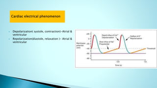  Depolarization( systole, contraction)-Atrial &
ventricular
 Repolarization(diastole, relaxation )- Atrial &
ventricular
 