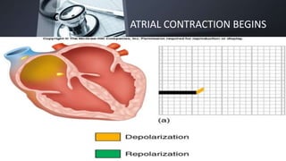 ATRIAL CONTRACTION BEGINS
Sunday, July 19, 2020 Lecture 08- CVS_Dr Salman Khan 13
 