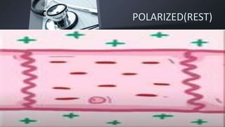 POLARIZED(REST)
 