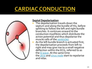 Septal Depolarisation
 The depolarisation travels down the
septum and along the bundle of His, before
splitting to follow the left and right bundle
branches. It continues onward to the
conduction myofibres which distribute the
action potential and thus depolarise the
muscle cells of the ventricles.
 As the left bundle branch is activated first,
the depolarisation proceeds from left to
right and may give rise to a small negative
deflection within the ECG, referred to as
the Q wave. At the same time
the atria and sinus node start to repolarise
and relax.
10
 
