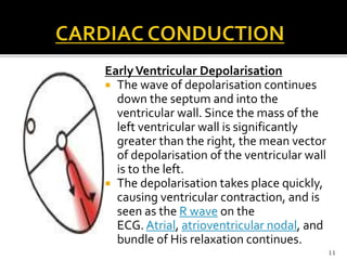 EarlyVentricular Depolarisation
 The wave of depolarisation continues
down the septum and into the
ventricular wall. Since the mass of the
left ventricular wall is significantly
greater than the right, the mean vector
of depolarisation of the ventricular wall
is to the left.
 The depolarisation takes place quickly,
causing ventricular contraction, and is
seen as the R wave on the
ECG. Atrial, atrioventricular nodal, and
bundle of His relaxation continues.
11
 