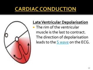 LateVentricular Depolarisation
 The rim of the ventricular
muscle is the last to contract.
The direction of depolarisation
leads to the S wave on the ECG.
12
 