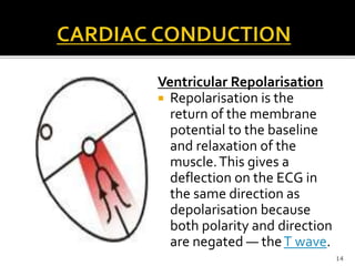 Ventricular Repolarisation
 Repolarisation is the
return of the membrane
potential to the baseline
and relaxation of the
muscle.This gives a
deflection on the ECG in
the same direction as
depolarisation because
both polarity and direction
are negated — theT wave.
14
 