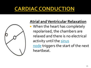 Atrial andVentricular Relaxation
 When the heart has completely
repolarised, the chambers are
relaxed and there is no electrical
activity until the sinus
node triggers the start of the next
heartbeat.
15
 