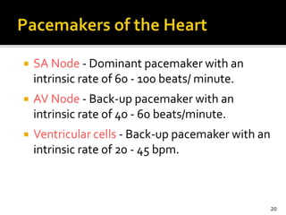  SA Node - Dominant pacemaker with an
intrinsic rate of 60 - 100 beats/ minute.
 AV Node - Back-up pacemaker with an
intrinsic rate of 40 - 60 beats/minute.
 Ventricular cells - Back-up pacemaker with an
intrinsic rate of 20 - 45 bpm.
20
 