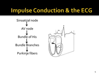Sinoatrial node
AV node
Bundle of His
Bundle Branches
Purkinje fibers
5
 
