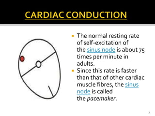  The normal resting rate
of self-excitation of
the sinus node is about 75
times per minute in
adults.
 Since this rate is faster
than that of other cardiac
muscle fibres, the sinus
node is called
the pacemaker.
7
 