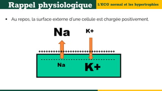 L’ECG normal et les hypertrophies
Rappel physiologique
 Au repos, la surface externe d’une cellule est chargée positivement.
 