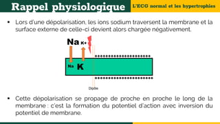 L’ECG normal et les hypertrophies
Rappel physiologique
 Lors d’une dépolarisation, les ions sodium traversent la membrane et la
surface externe de celle-ci devient alors chargée négativement.
 Cette dépolarisation se propage de proche en proche le long de la
membrane : c’est la formation du potentiel d’action avec inversion du
potentiel de membrane.
 