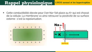 L’ECG normal et les hypertrophies
Rappel physiologique
 Cette conductibilité élevée pour l’ion Na+ fait place au K+ qui est chassé
de la cellule. La membrane va ainsi retrouver la positivité de sa surface
externe : c’est la repolarisation.
 