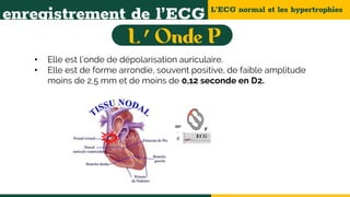 L’ECG normal et les hypertrophies
enregistrement de l’ECG
• Elle est l’onde de dépolarisation auriculaire.
• Elle est de forme arrondie, souvent positive, de faible amplitude
moins de 2,5 mm et de moins de 0,12 seconde en D2.
’
 