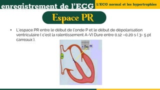 L’ECG normal et les hypertrophies
enregistrement de l’ECG
• L’espace PR entre le début de l’onde P et le début de dépolarisation
ventriculaire ( c’est la ralentissement A-V) Dure entre 0,12 –0,20 s ( 3- 5 pt
carreaux ).
 
