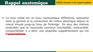 L’ECG normal et les hypertrophies
Rappel anatomique
 Le tissu nodal est un tissu myocardique différencié, spécialisé
dans la genèse et la conduction de l’influx électrique depuis le
nœud sinusal jusqu’au tissu de Purkinge . En plus des mêmes
propriétés que le myocarde commun (excitabilité, contractilité,
conductibilité), il a donc une propriété supplémentaire qui est
l’automatisme.
 