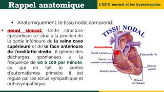L’ECG normal et les hypertrophies
Rappel anatomique
 Anatomiquement, le tissu nodal comprend:
 nœud sinusal: Cette structure
épicardique se situe à la jonction de
la partie inférieure de la veine cave
supérieure et de le face antérieure
de l'oreillette droite . Il génère des
décharges spontanées à la
fréquence de 60 à 100 par minute,
ce qui en fait le centre
d'automatismes primaire. Il est
régulé par les tonus sympathique et
orthosympathique.
Automatisme
 
