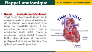 L’ECG normal et les hypertrophies
Rappel anatomique
 Nœud Auriculo-Ventriculaire:Il
s'agit d'une structure de 6 mm sur 5
mm proche de la valve tricuspide, et
de la cloison inter auriculaire à la
base de l'oreillette droite. Il est
constitué de deux voies, l'une à
conduction lente (alfa), l'autre à
conduction rapide (bêta). Il ralentit
l'influx d'un dixième de seconde,
protégeant ainsi les ventricules d'un
rythme primaire trop rapide.
 
