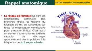 L’ECG normal et les hypertrophies
Rappel anatomique
 Le réseau de Purkinje: Ce sont les
ramifications terminales des
branches droite et gauche du
faisceau de His qui s'etendent sur
toute la musculature ventriculaire
pour propager l'influx. C'est aussi
un centre d'automatismes tertiaire,
capable de décharger
spontanément des impulsions à la
fréquence de 20 à 40 par minute.
 