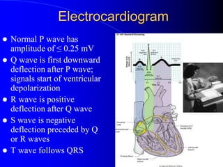 Electrocardiogram
 Normal P wave has
amplitude of ≤ 0.25 mV
 Q wave is first downward
deflection after P wave;
signals start of ventricular
depolarization
 R wave is positive
deflection after Q wave
 S wave is negative
deflection preceded by Q
or R waves
 T wave follows QRS
 