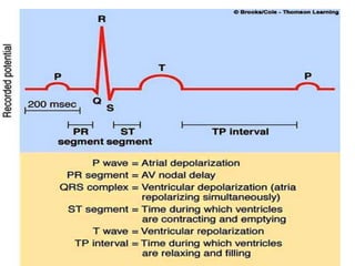 ecg.pptx | Heart and Cardiovascular Diseases | Diseases and Conditions