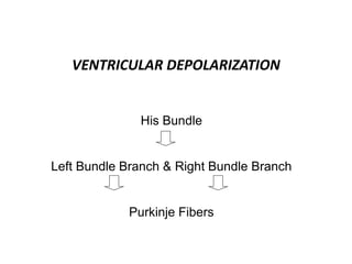 VENTRICULAR DEPOLARIZATION
His Bundle
Left Bundle Branch & Right Bundle Branch
Purkinje Fibers
 