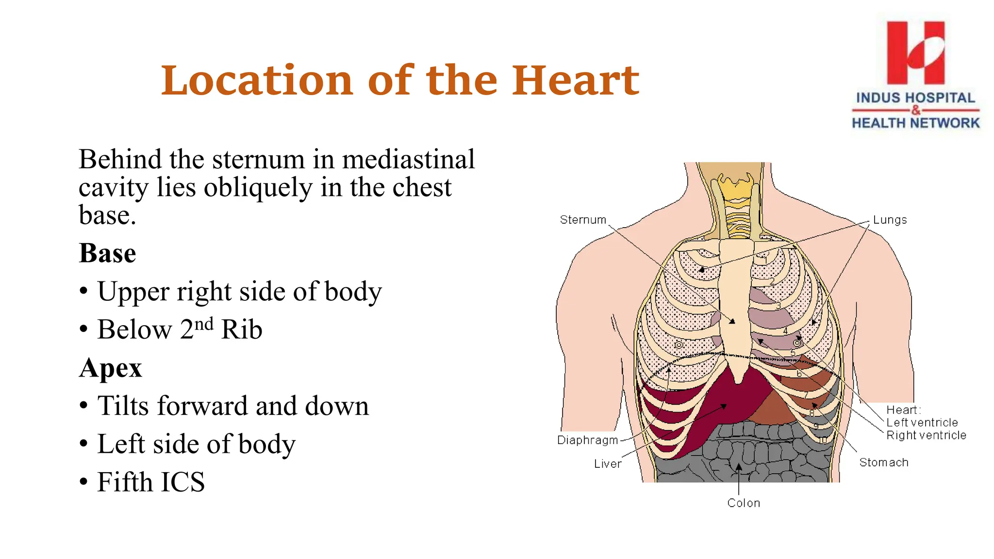 Location of the Heart
Behind the sternum in mediastinal
cavity lies obliquely in the chest
base.
Base
• Upper right side of body
• Below 2nd Rib
Apex
• Tilts forward and down
• Left side of body
• Fifth ICS
 
