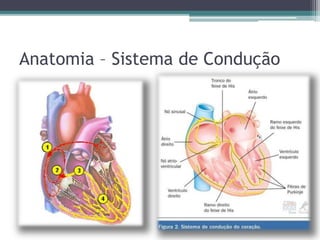 Anatomia – Sistema de Condução
 