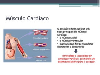 Músculo Cardíaco
O coração é formado por três
tipos principais de músculo
cardíaco:
• o músculo atrial
• o músculo ventricular
• especializadas fibras musculares
excitatórias e condutoras
ritmicidade e velocidade de
condução variáveis, formando um
sistema excitatório para o coração.
 