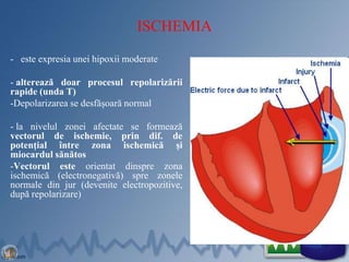 ISCHEMIA
- este expresia unei hipoxii moderate
- alterează doar procesul repolarizării
rapide (unda T)
-Depolarizarea se desfăşoară normal
- la nivelul zonei afectate se formează
vectorul de ischemie, prin dif. de
potențial între zona ischemică și
miocardul sănătos
-Vectorul este orientat dinspre zona
ischemică (electronegativă) spre zonele
normale din jur (devenite electropozitive,
după repolarizare)
10
 