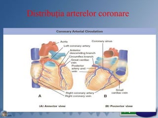 Distribuţia arterelor coronare
35
 