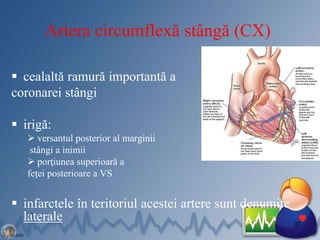 Artera circumflexă stângă (CX)
 cealaltă ramură importantă a
coronarei stângi
 irigă:
 versantul posterior al marginii
stângi a inimii
 porţiunea superioară a
feţei posterioare a VS
 infarctele în teritoriul acestei artere sunt denumite
laterale 37
 
