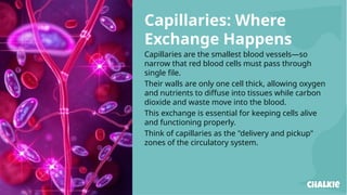 ECG and Blood vessels, arteries, veins, capillaries | PPTX