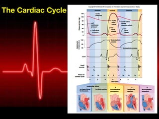 Comprehensive Guide to ECG Interpretation and Cardiac Conduction | PDF